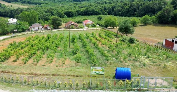 İzmit Belediyesi İpek Böceği  Besleme Evi’nde üretim devam ediyor